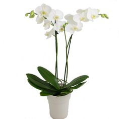 WHITE ORCHID PLANT POTTED & DRESSED in Amelia Island, FL | ISLAND FLOWER & GARDEN