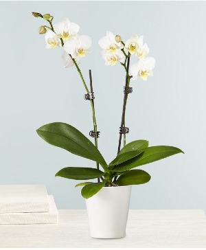 Double Orchid Plant Plant