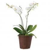 Double Orchid Plant Valentines Day