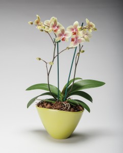 Double Orchid Planter Planted blooming plants