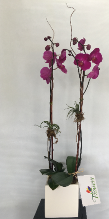 Double Orchid Potted Arrangement in Ceramic Pot