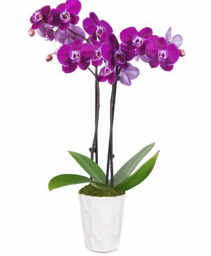 Orchid (Colors May Vary ) Phalaenopsis Orchid Plant