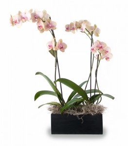 Double Orchid Two 6 inch phalaenopsis orchids in decorative wooden container