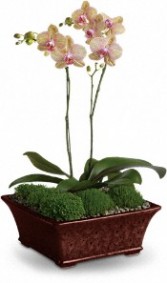 Double Orchid Plant