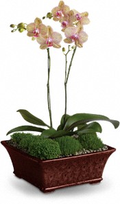 Double Orchid Plant