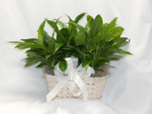 Double Peace Lily Basket