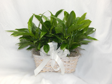 Double Peace Lily Basket in Norway, ME | Green Gardens Florist & Greenhouses