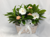 Double Peace Lily Plus Live Plants & Fresh Blooms