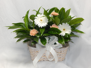 Double Peace Lily Plus Live Plants & Fresh Blooms in Norway, ME | Green Gardens Florist & Gift Shop Double Peace Lily Plus Live Plants & Fresh Blooms in Norway, ME | Green Gardens Florist & Gift Shop