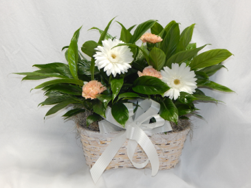 Double Peace Lily Plus Live Plants & Fresh Blooms in Norway, ME | Green Gardens Florist & Gift Shop
