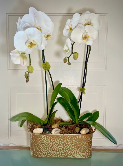 Phalaenopsis Orchid (Double and Single) Blooming Plant