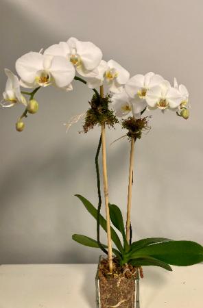 Double Phalaenopsis Orchid Flowering Plant
