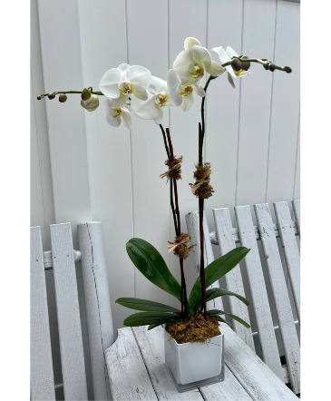 Double Phalaenopsis Orchid  Flowering Plant in Darien, CT | DARIEN FLOWERS