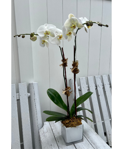 Double Phalaenopsis Orchid in white pot Flowering Plant