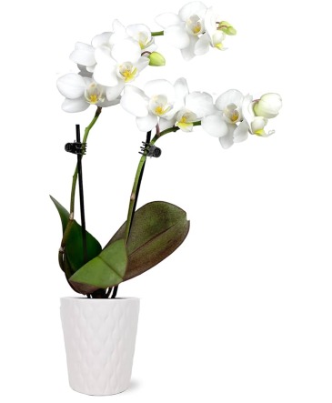 Double Phalaenopsis Orchid Plant  in Hellertown, PA | PONDELEK'S FLORIST