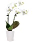 Double Phalaenopsis Orchid Plant 