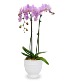 Purchase this funeral home arrangement