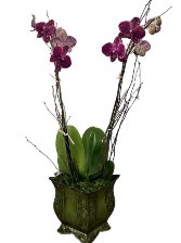 Double Phalaenopsis Orchid  Plant