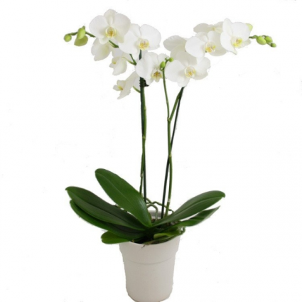 double phalaenopsis orchid plant  