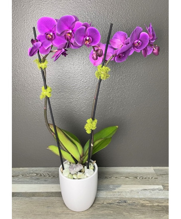 Double Phalaenopsis Orchid Potted Plant in Henderson, NV | FLOWERS OF THE FIELD 