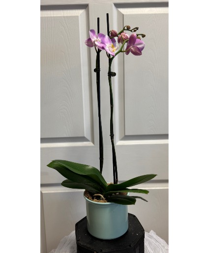 Double Phalaenopsis Plant