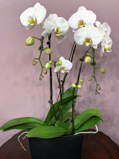 Double Phalaenopsis Planter Planter