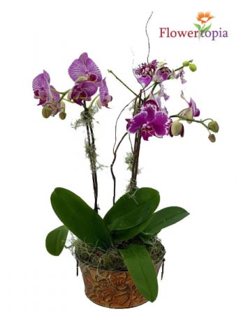 Tin Phalaenopsis Purple Mini Orchid Plant 