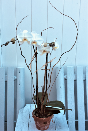 Double Phalenopsis Orchid Plant
