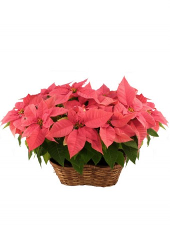 Double Pink Poinsettia Blooming Plant  in Ada, OK | ROOTS 'N SHOOTS GARDEN CENTER FULL FLORAL