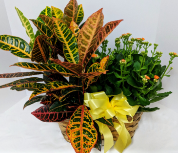 Double Plant Basket