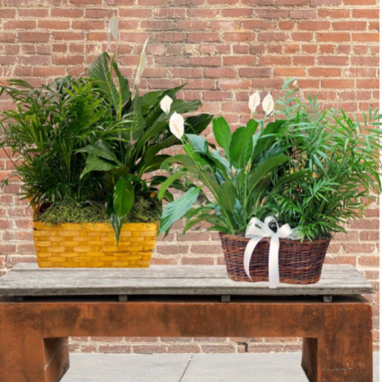 Double Plant Basket