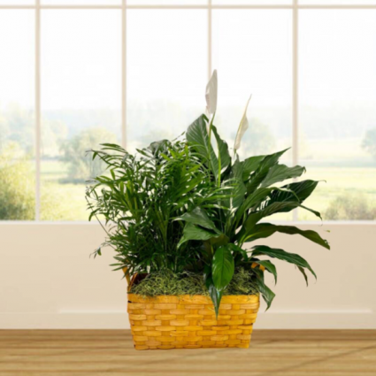 Double Plant Basket