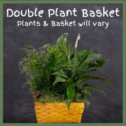 Double Plant Basket