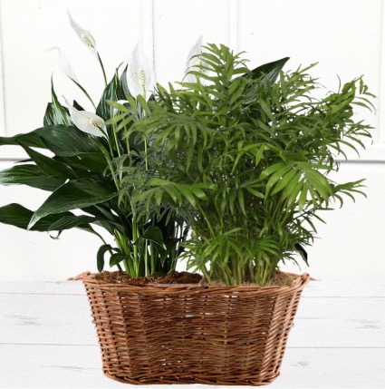 Double Plant Basket 