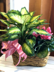 Double Plant Basket Blooming & Green Plant 