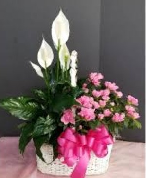 Double Plant Basket  Gift 