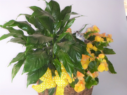 Double Plant Basket green and blooming plants
