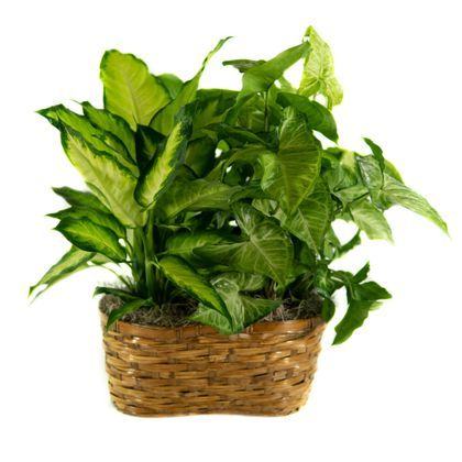 Double Plant Basket