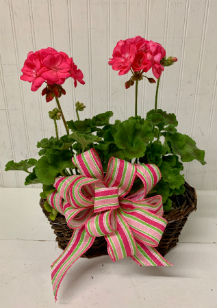 Double Plant Basket Special