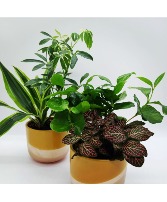 Double Plant Live plant 