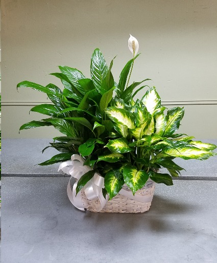 Double Planter Plant