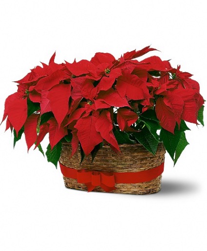 Double poinsettia 