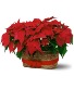 Double poinsettia 