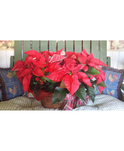 Double Poinsettia 75.95 85.95