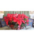 Double Poinsettia 75.95 85.95