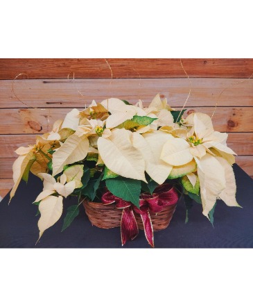 Double Poinsettia Basket  in Rossville, GA | Ensign The Florist