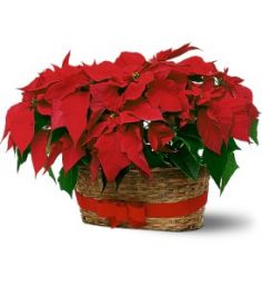 Double Poinsettia Basket Christmas