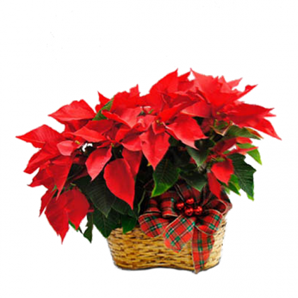 Double Poinsettia Basket Christmas Arrangement