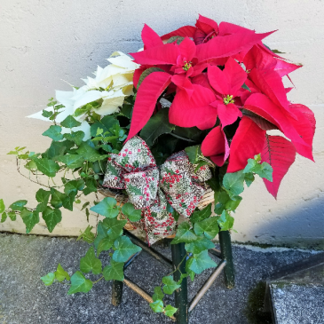 Double Poinsettia & English Ivy Trio Basket