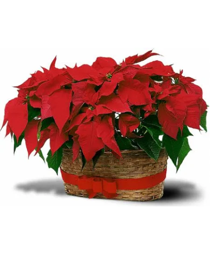 Double  POINSETTIA in basket 